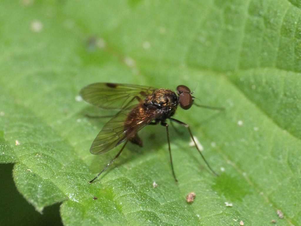 Ibisia sp.? No. maschio di Chrysopilus sp.